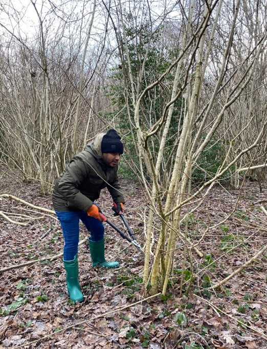 Murad is using loppers to cut the hazel. Murad is using loppers to cut the hazel.